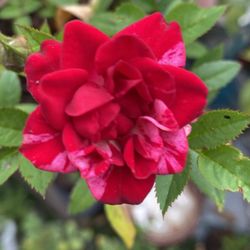Miniatura Rosal