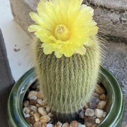 Golden Ball Cactus(1st Pic Sample)