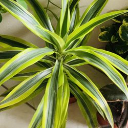 Beautiful Lemon Lime Dracaena👉PLS Only Msg If U Really Interested To Buy 