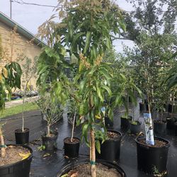 25 Gallon Mango (carrie)