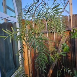 Arbol De Peper 5 Galones 