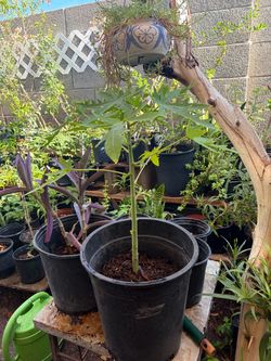 Arbol de papaya