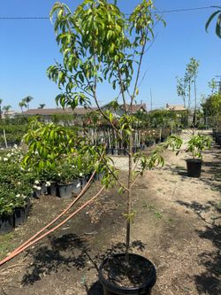 Donut Peach Tree 15gallon