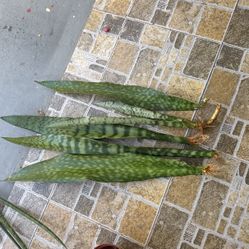 Snake Plants Rooted 5