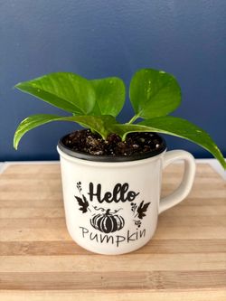 Golden Pothos Plant in Pumpkin Ceramic Mug