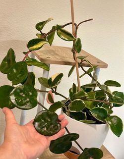Big Hoya mama