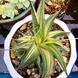 Succulents Plants Haworthia Spiral Variegated Pick Up In Upland 
