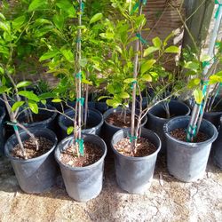 Persian Bearss Lime Fruit Tree - 4 ft