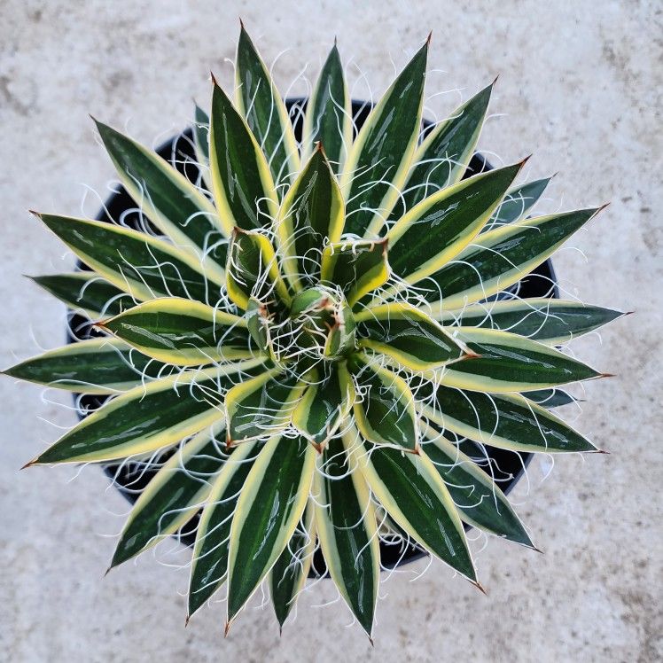 Agave Filifera Schidigera ‘Shira Ito No Ohi’ - Starter Pup