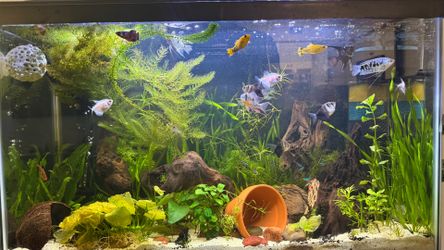 30 gallon fish tank full setup with stand