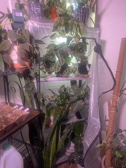 Metal Shelves/ Bookcase / Greenhouse For Plants 🌱 ❤️💚