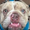 “Big Bank” Hank