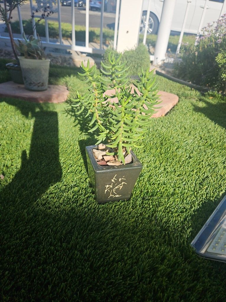 Miniature Pine Tree In Black Ceramic Vase