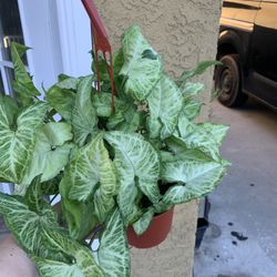 Syngonium.  Indoor Plants 