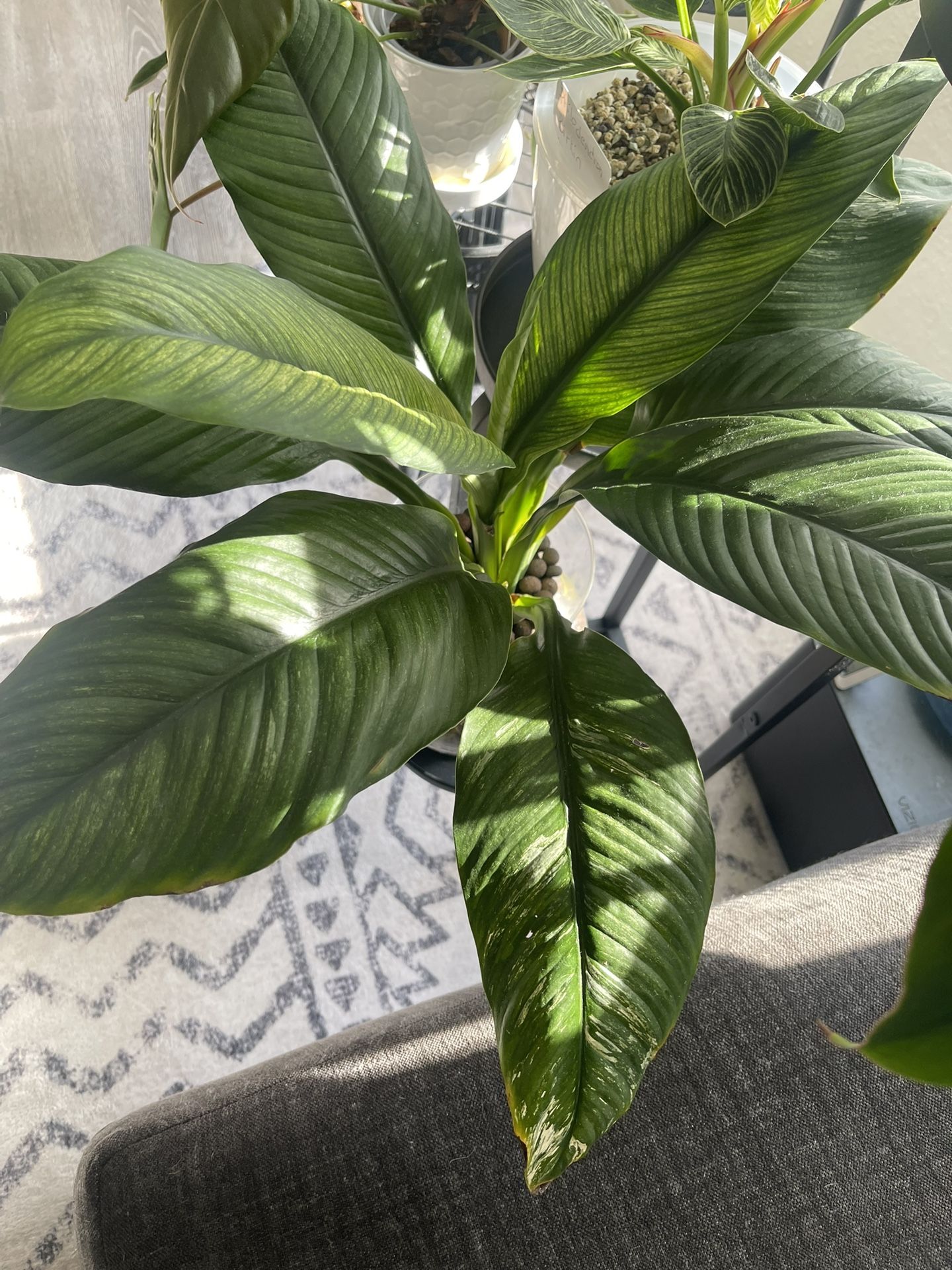 Variegated Peace Lily