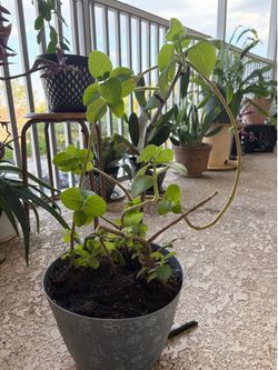 Oregano plant