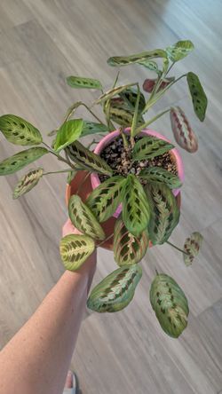 Prayer plant for sale