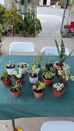 plantas pequeñas 3.00 cada una