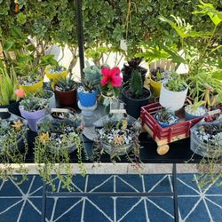 Plants / Succulents 