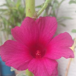 PLANTS AND FLOWERS