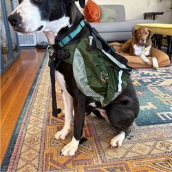 Green Dog Backpack