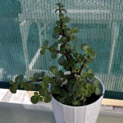 Elephant Bush Plant (Portulacaria afra)