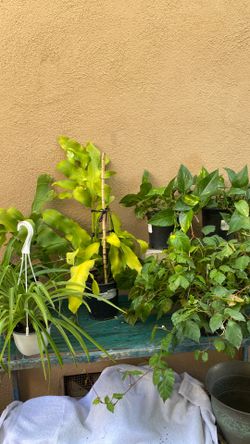 House plants