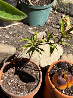 Peach tree