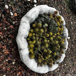 Plants Bird Bath With Succulents 