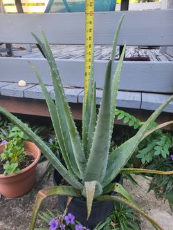 Alo vera plants