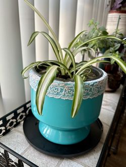 Unique Spider Plant in Custom Decorated Ceramic Pot 