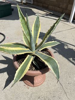Agave Americana Variegated 