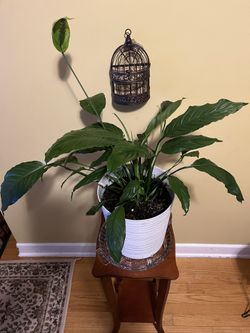 🍃Peace Lily Plant🍃