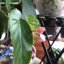 Pink Begonia