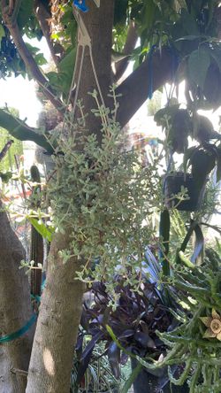 Suculenta, planta