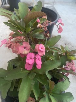 Crown of thorns plant
