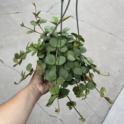 6” Peperomia Hope