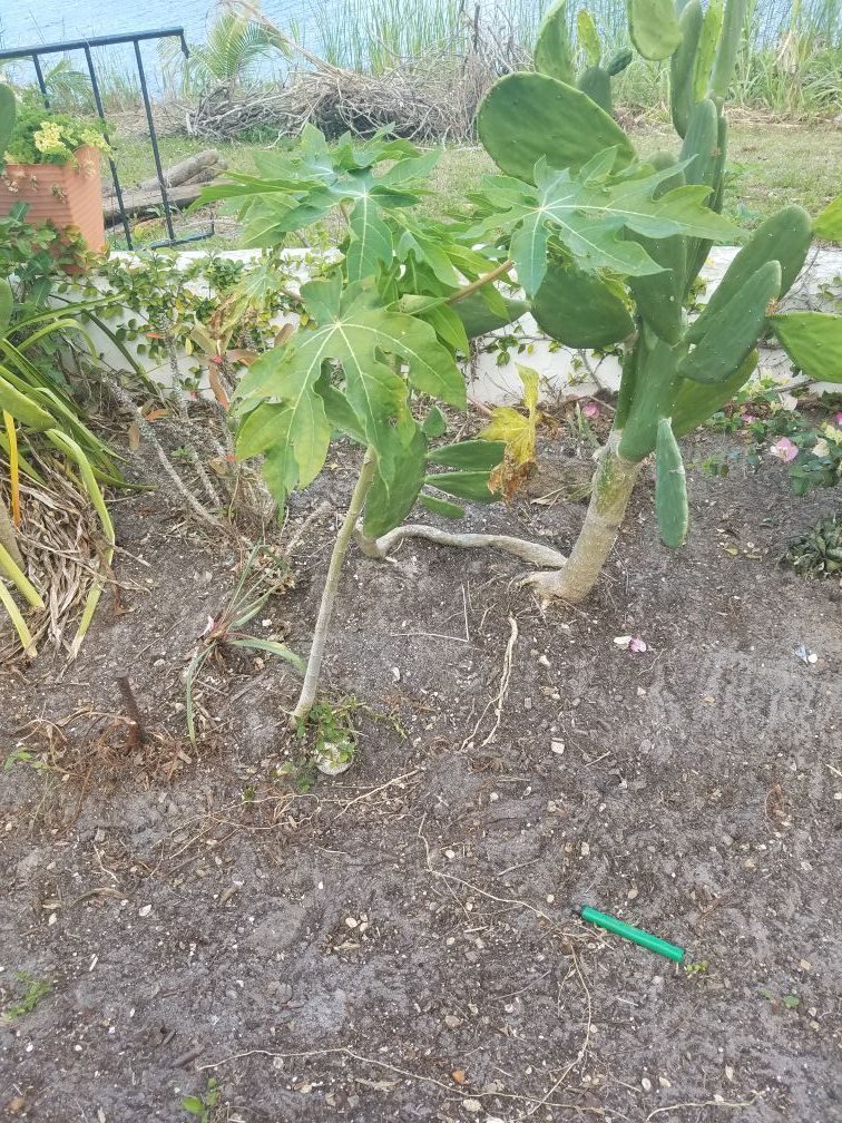 Papaya tree