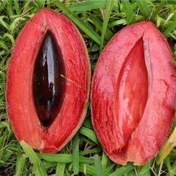 Mamey Grafted Trees In 7gal Arboles De Sapote Mamey Injertados 7gal 
