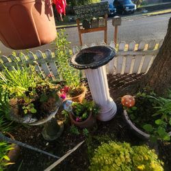 Bird Bath