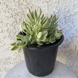 1 Gallon Pot Succulent Plant - Crassula Swaziensis Variegata - Money Maker Variegated - Rooted & Established Plant - Drought Resistant 🪴