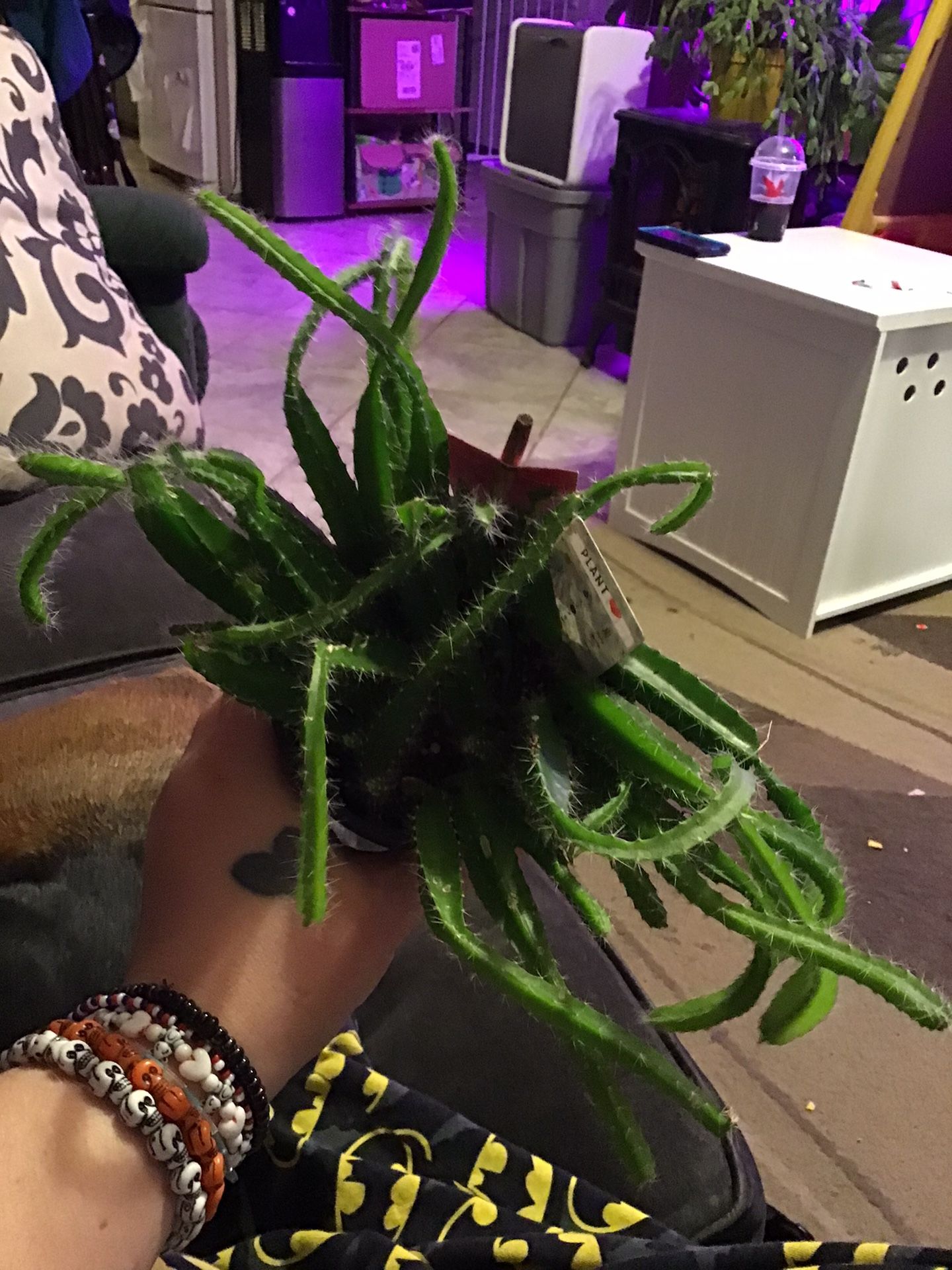 Dragon Fruit Plant