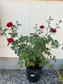 Red Rose plant in 5 gl.