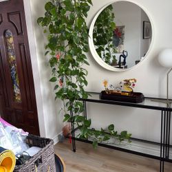 Plant.
