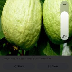 Big Guava Fruit Trees