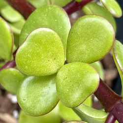 Elephant Bush (Portulacaria afra) Potted Live Plant