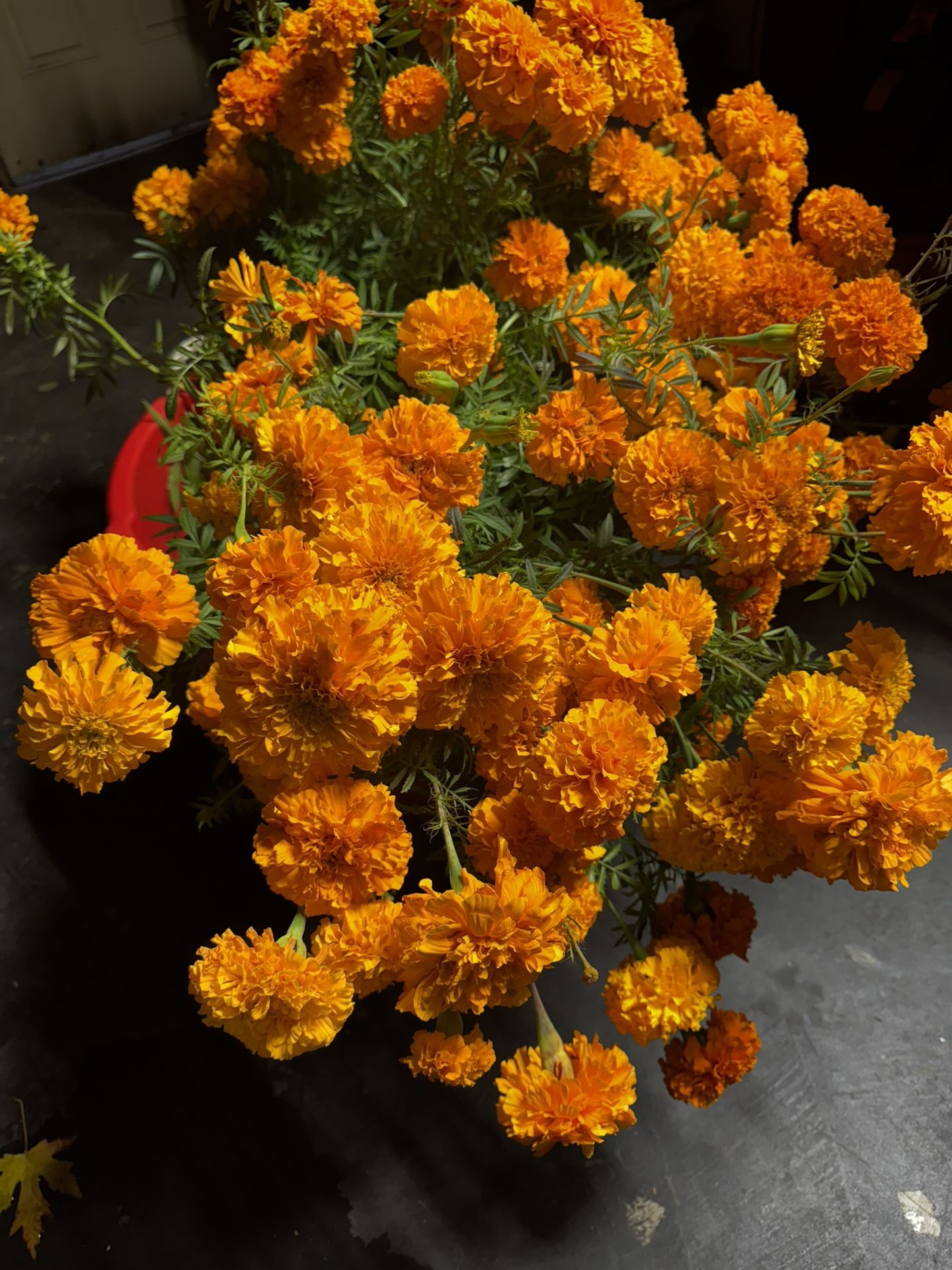 Cempasuchil,Flor De Difuntos, Dia De Los Muertos(Especial)!!!!