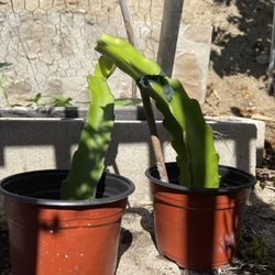 Plants