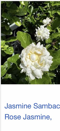 Sambac Rose Jasmine