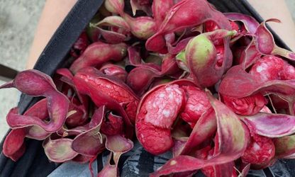 Guamuchiles